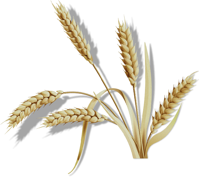 organic-cosmetics-slider-item-1